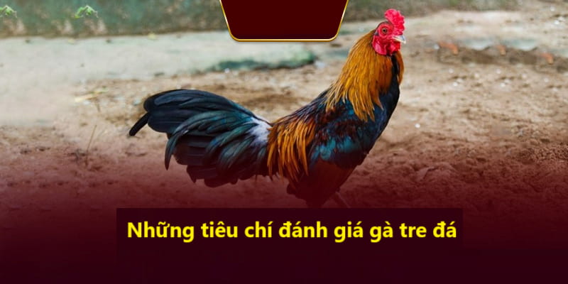 Để đánh giá gà tre cần thông qua những tiêu chí nào?